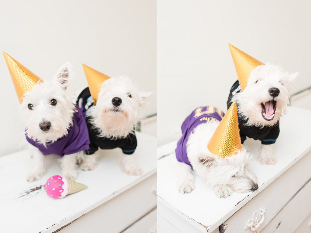Westie Wednesday Westie Wednesday by NC Wedding Photographer Megan Travis Photography